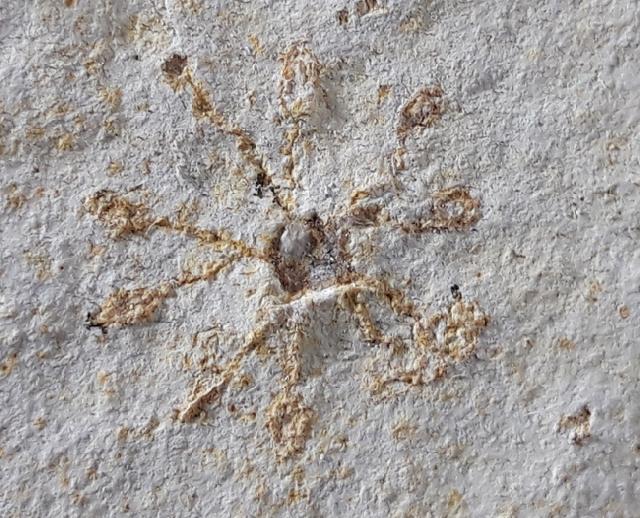 Saccocoma tenella (GOLDFUSS 1831) - Bild © FossNet FossilienStore